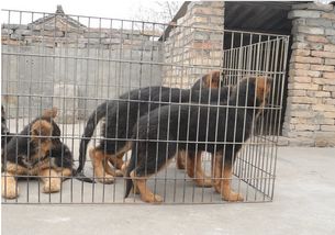 優良品種德國牧羊犬，成都寵物誠信交易指南